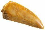 Serrated Raptor Tooth - Real Dinosaur Tooth #347009-1